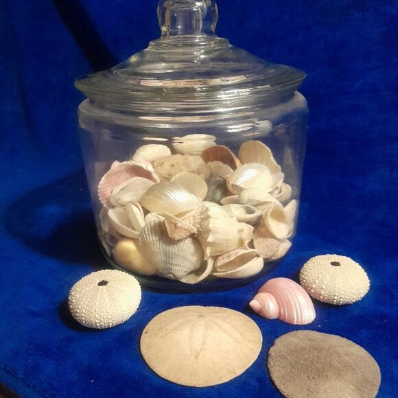 Vintage Sea Shells - Picture 1 of 6